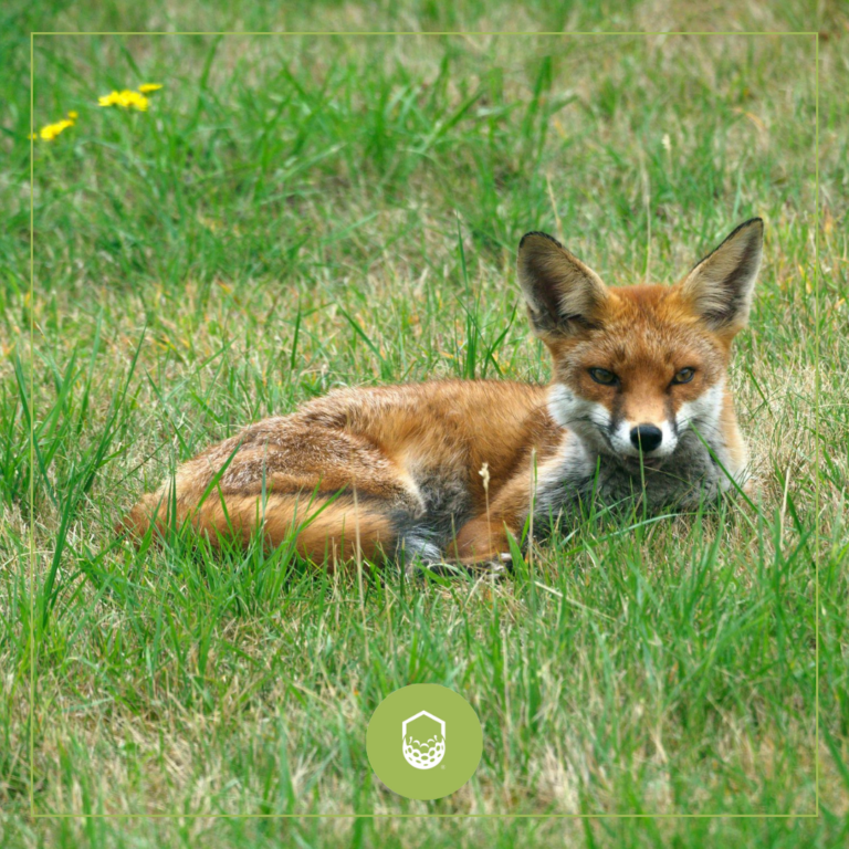 Golf & Green Minds Fauna selvatica nei campi da golf italiani
